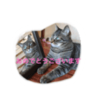 うちのねむりねこ（個別スタンプ：21）