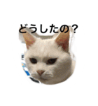 うちのねむりねこ（個別スタンプ：23）