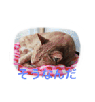 うちのねむりねこ（個別スタンプ：24）