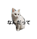 うちのねむりねこ（個別スタンプ：25）