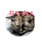 うちのねむりねこ（個別スタンプ：29）