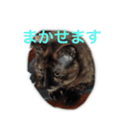 うちのねむりねこ（個別スタンプ：31）