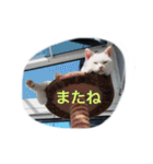 うちのねむりねこ（個別スタンプ：32）