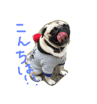 パグのミランダ、フレブルサマンサ（個別スタンプ：8）