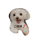 yurumiruku（個別スタンプ：4）