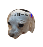 yurumiruku（個別スタンプ：9）