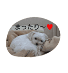 yurumiruku（個別スタンプ：12）
