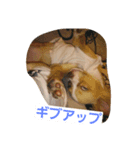 cute dog family（個別スタンプ：1）