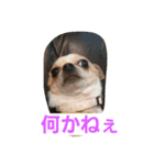 cute dog family（個別スタンプ：3）