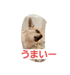 cute dog family（個別スタンプ：4）