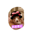 cute dog family（個別スタンプ：6）