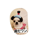 cute dog family（個別スタンプ：7）