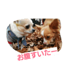 cute dog family（個別スタンプ：8）
