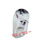 I love Dog  moko（個別スタンプ：3）