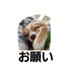 I love Dog  moko（個別スタンプ：4）