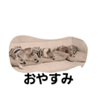 I love Dog  moko（個別スタンプ：5）