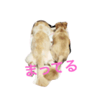 ターボとひめ（個別スタンプ：1）