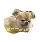 ターボとひめ（個別スタンプ：13）