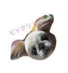ターボとひめ（個別スタンプ：21）