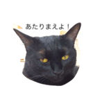 黒猫あずき（個別スタンプ：1）