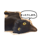 黒猫あずき（個別スタンプ：3）