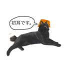 黒猫あずき（個別スタンプ：4）