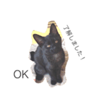 黒猫あずき（個別スタンプ：8）