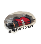くるーくのつぶやき（個別スタンプ：1）