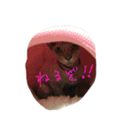 スフィンクスの心 猫の気持ち 日常的な会話（個別スタンプ：2）