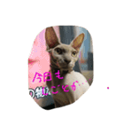 スフィンクスの心 猫の気持ち 日常的な会話（個別スタンプ：3）