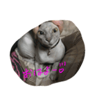 スフィンクスの心 猫の気持ち 日常的な会話（個別スタンプ：9）