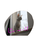 スフィンクスの心 猫の気持ち 日常的な会話（個別スタンプ：13）