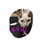 スフィンクスの心 猫の気持ち 日常的な会話（個別スタンプ：14）