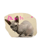 スフィンクスの心 猫の気持ち 日常的な会話（個別スタンプ：15）