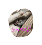 スフィンクスの心 猫の気持ち 日常的な会話（個別スタンプ：20）