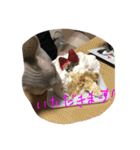 スフィンクスの心 猫の気持ち 日常的な会話（個別スタンプ：22）