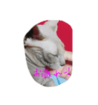 スフィンクスの心 猫の気持ち 日常的な会話（個別スタンプ：28）