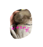スフィンクスの心 猫の気持ち 日常的な会話（個別スタンプ：30）