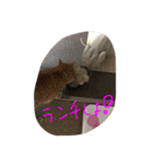 スフィンクスの心 猫の気持ち 日常的な会話（個別スタンプ：32）