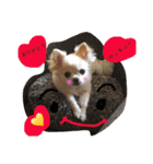 chiwawa  tsuna（個別スタンプ：1）