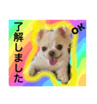 chiwawa  tsuna（個別スタンプ：2）
