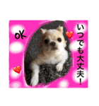 chiwawa  tsuna（個別スタンプ：8）