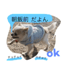 chiwawa  tsuna（個別スタンプ：9）