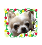 chiwawa  tsuna（個別スタンプ：10）