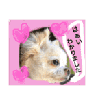 chiwawa  tsuna（個別スタンプ：11）