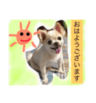 chiwawa  tsuna（個別スタンプ：12）