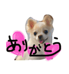 chiwawa  tsuna（個別スタンプ：14）