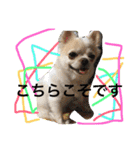 chiwawa  tsuna（個別スタンプ：15）