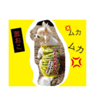 chiwawa  tsuna（個別スタンプ：18）