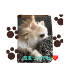 chiwawa  tsuna（個別スタンプ：20）